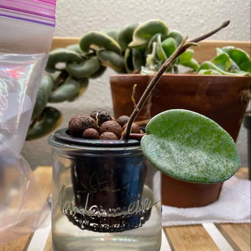 Hoya Carnosa Nova Ghost | A plant by @Canary1226 on Greg Hoya Carnosa Nova Ghost | A plant by @Canary1226 on Greg
