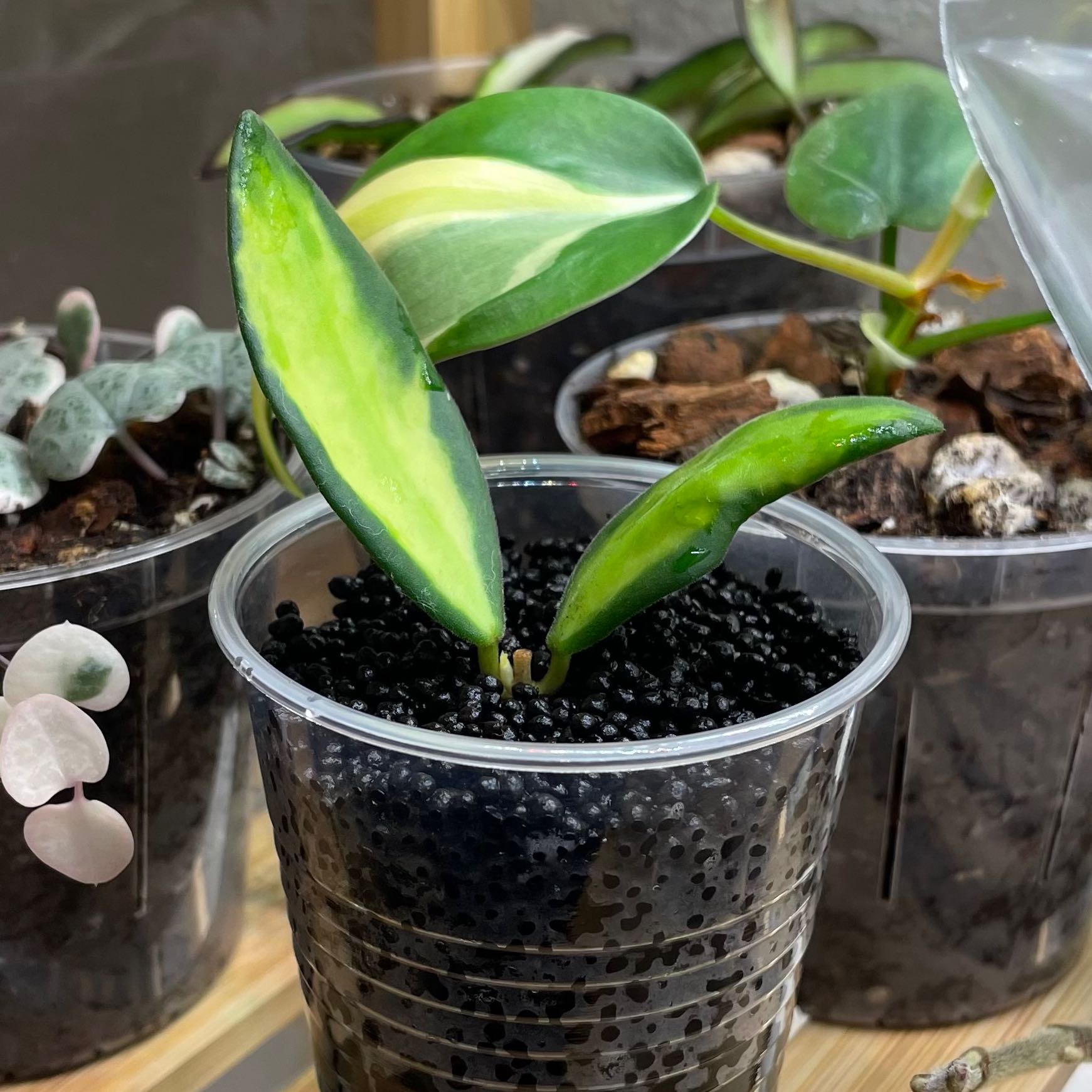 Hoya 'Burtoniae' plant in a clear plastic pot with black substrate, showing variegated leaves.
