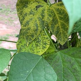 Photo of the plant species Common Bean by @PurelyChayote99 named Xena on Greg, the plant care app