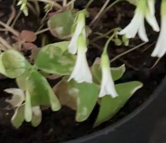 Photo of the plant species Green Shamrock by @ExoticKatsura94 named Elle on Greg, the plant care app