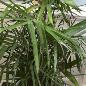 Photo of the plant species Bamboo Palm by @StandupMahoe89 named Richard12 on Greg, the plant care app