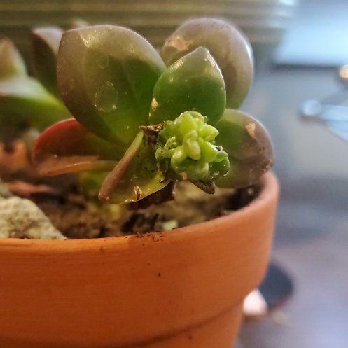 Photo of the plant species Red Edge Echevaria by @FruitfulLentil named Echevaria Compressicaulis on Greg, the plant care app
