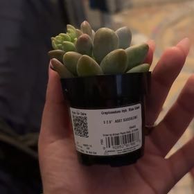 Photo of the plant species Blue Giant by @SuperPurei45 named BG on Greg, the plant care app