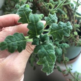 Photo of the plant species Frankincense by @LadyTeatree29 named Athena on Greg, the plant care app