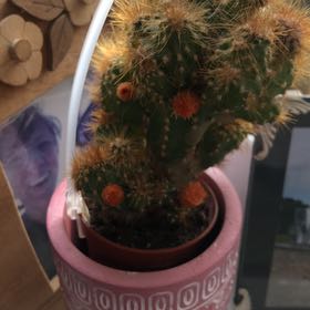 Photo of the plant species Peruvian Apple Cactus Monstrose by @LadyTeatree29 named Coco on Greg, the plant care app