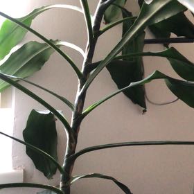 Photo of the plant species Draceana by @LadyTeatree29 named Orlando Bloom on Greg, the plant care app