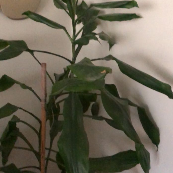 Photo of the plant species Draceana by @LadyTeatree29 named Bernd on Greg, the plant care app