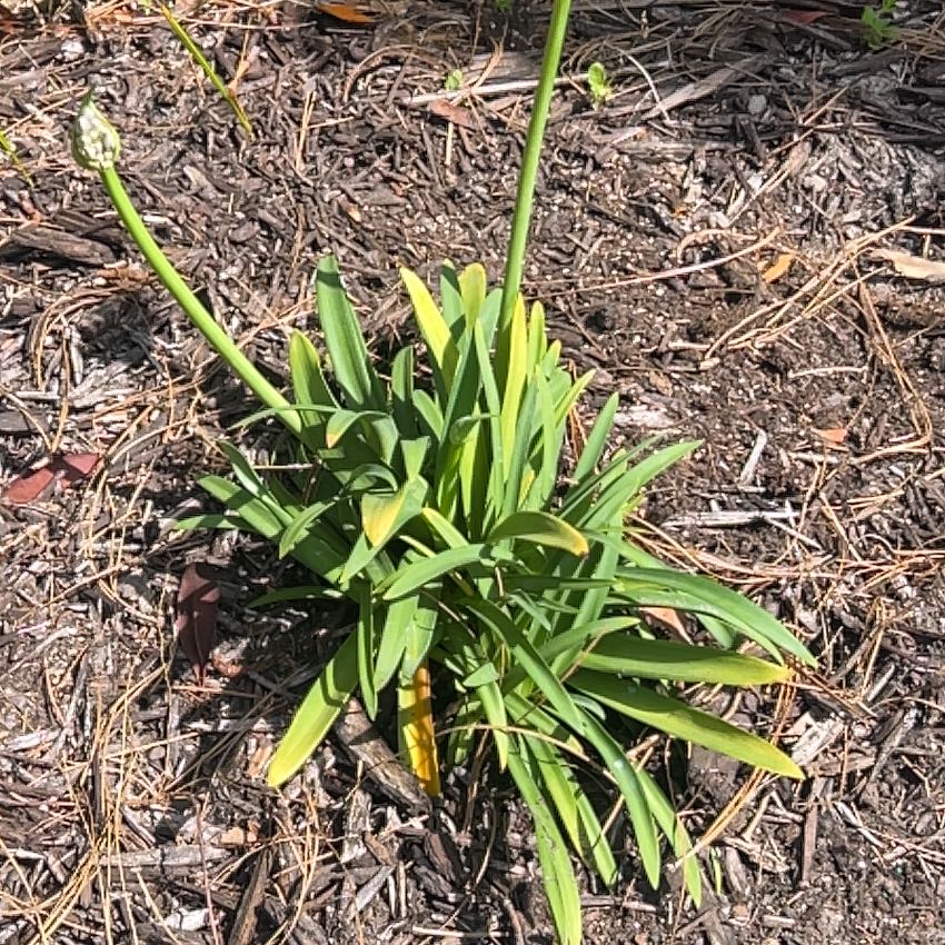 Photo of the plant species Blue Lily by @WinOtanthus66 named Taylor Swift on Greg, the plant care app