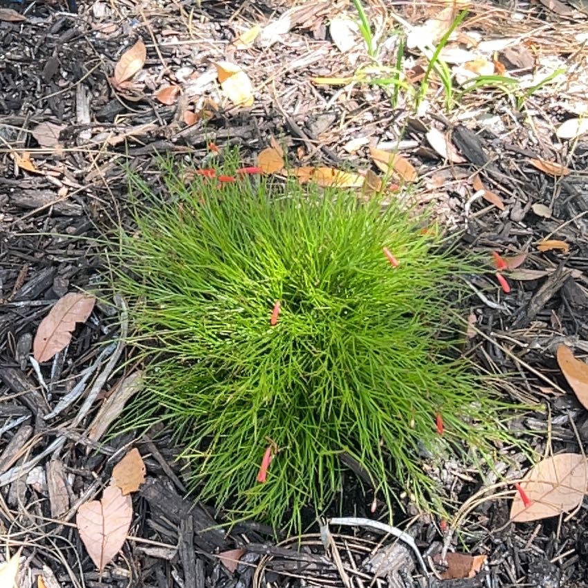 Photo of the plant species Slender Club-Rush by @WinOtanthus66 named Foxxy on Greg, the plant care app