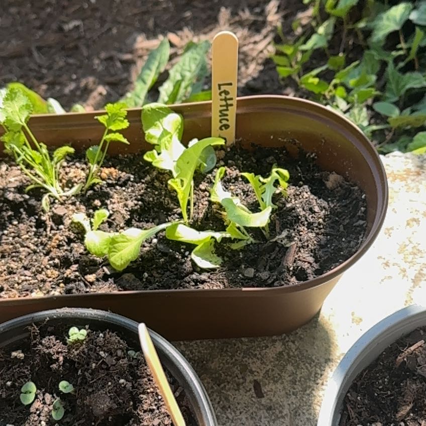 Photo of the plant species Garden Lettuce by @YardGrass14 named McKinley on Greg, the plant care app