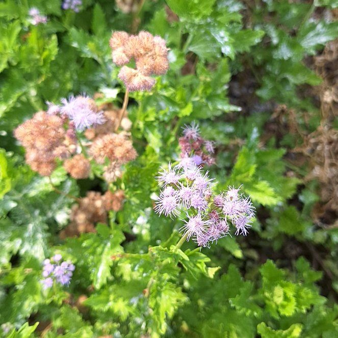 Photo of the plant species Blue Mistflower by @ValidWychelm38 named Nithin on Greg, the plant care app