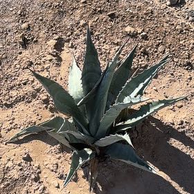 Photo of the plant species Mescal by @ProMastic8 named Apollo on Greg, the plant care app