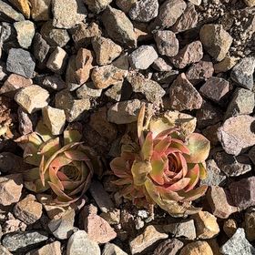 Photo of the plant species Green Duncecap by @ProMastic8 named Fernie Mercury on Greg, the plant care app