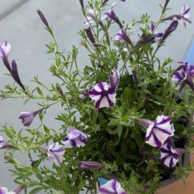 Photo of the plant species Supertunia Mini Vista Violet Star by @ProMastic8 named Beyonce on Greg, the plant care app