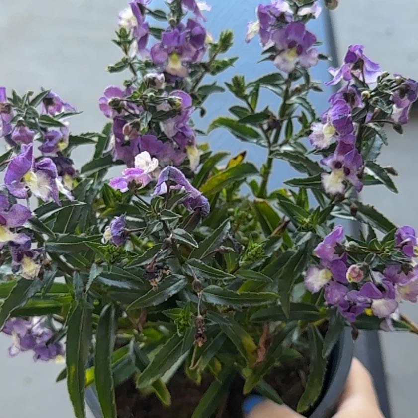 Photo of the plant species Summer Snapdragon by @ProMastic8 named Bruce Lee on Greg, the plant care app