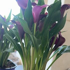 Photo of the plant species Pink Calla Lily by @ProMastic8 named Mochi on Greg, the plant care app