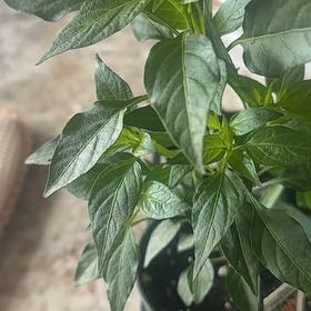 Photo of the plant species Thai Pepper by @CuriousPilea91 named Aria on Greg, the plant care app