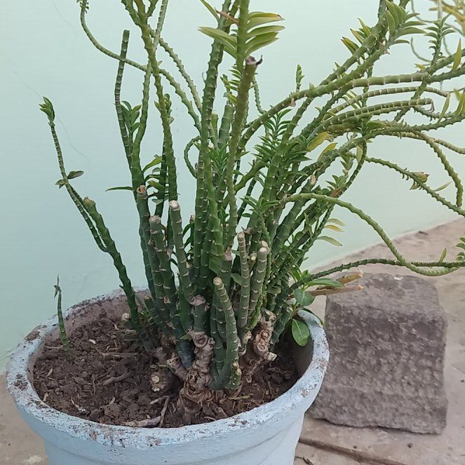 Photo of the plant species Variegated Devil's Backbone by @WarmAster80 named Daphne on Greg, the plant care app