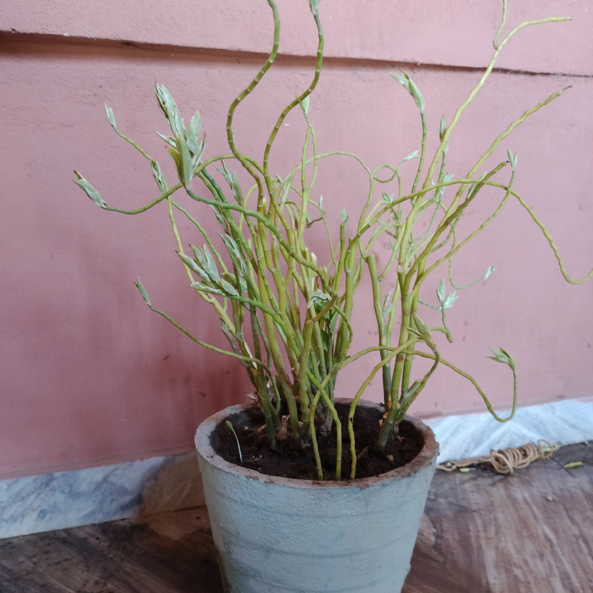Photo of the plant species devil's backbone by @WarmAster80 named Achilles on Greg, the plant care app