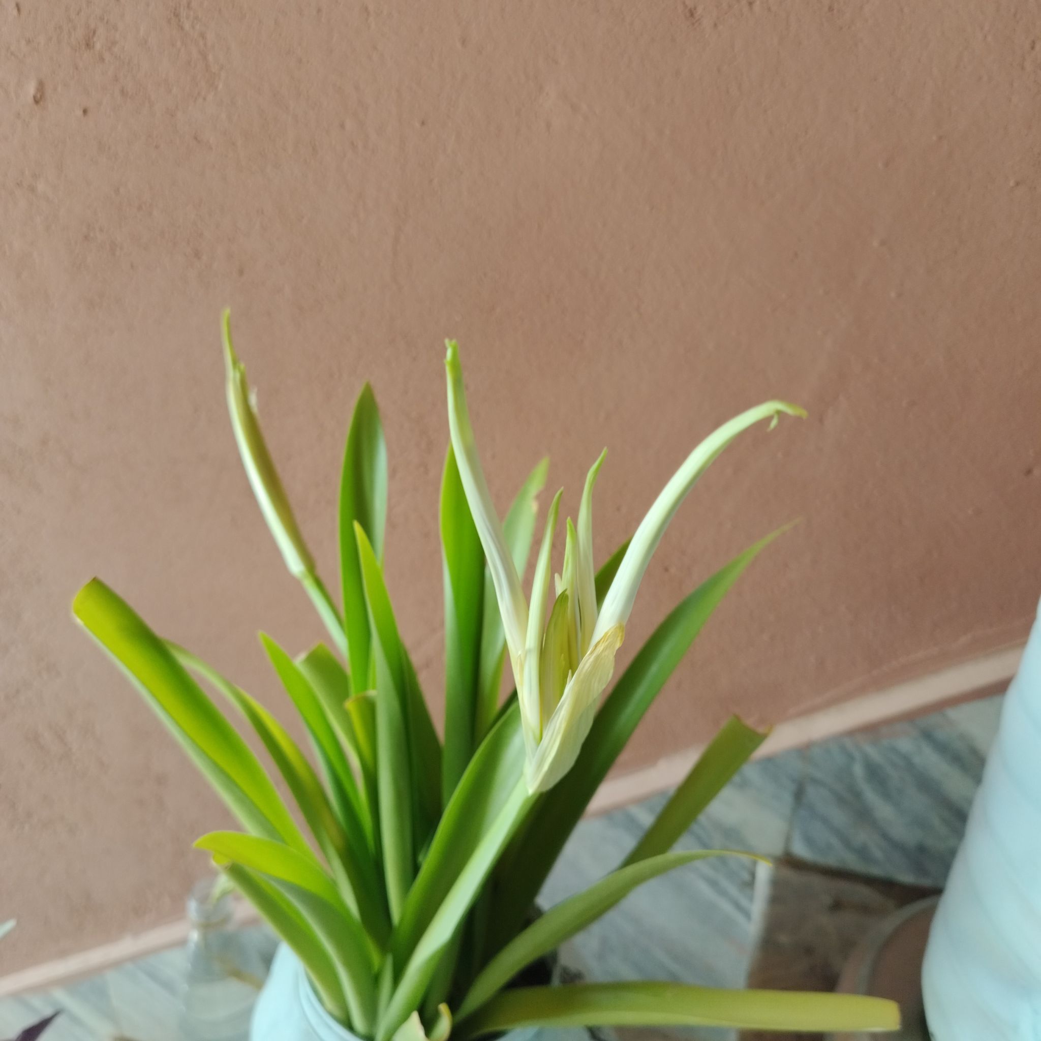 Photo of the plant species Amaryllis by @WarmAster80 named James Dean on Greg, the plant care app