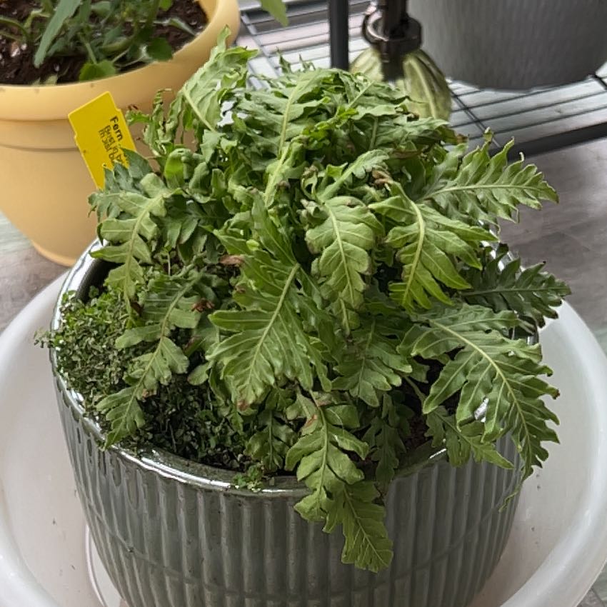 Photo of the plant species Silver Lady Fern by @FitCorkoak81 named Emerson on Greg, the plant care app