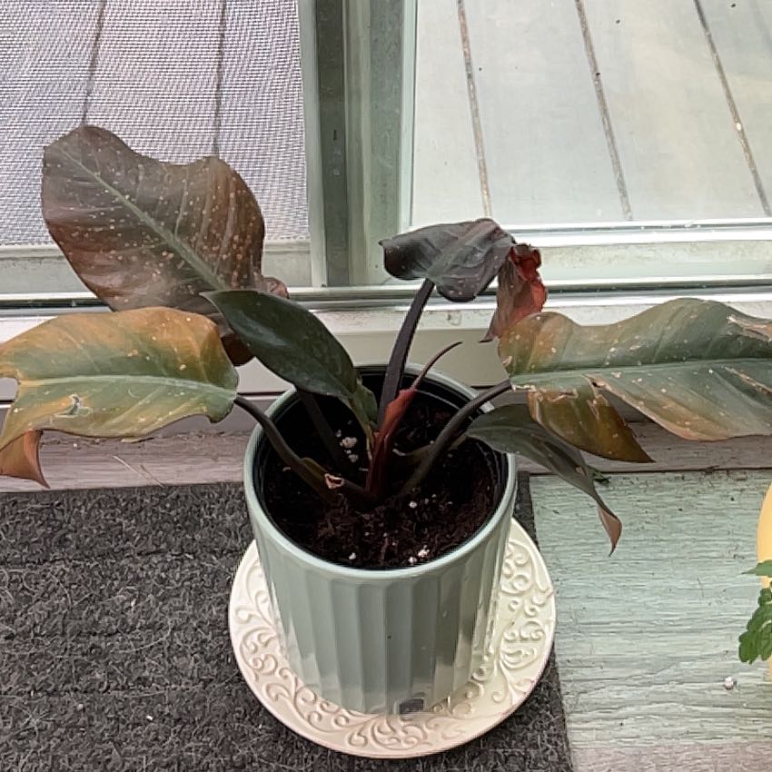 Photo of the plant species Philodendron 'Imperial Red' by @FitCorkoak81 named Elina on Greg, the plant care app