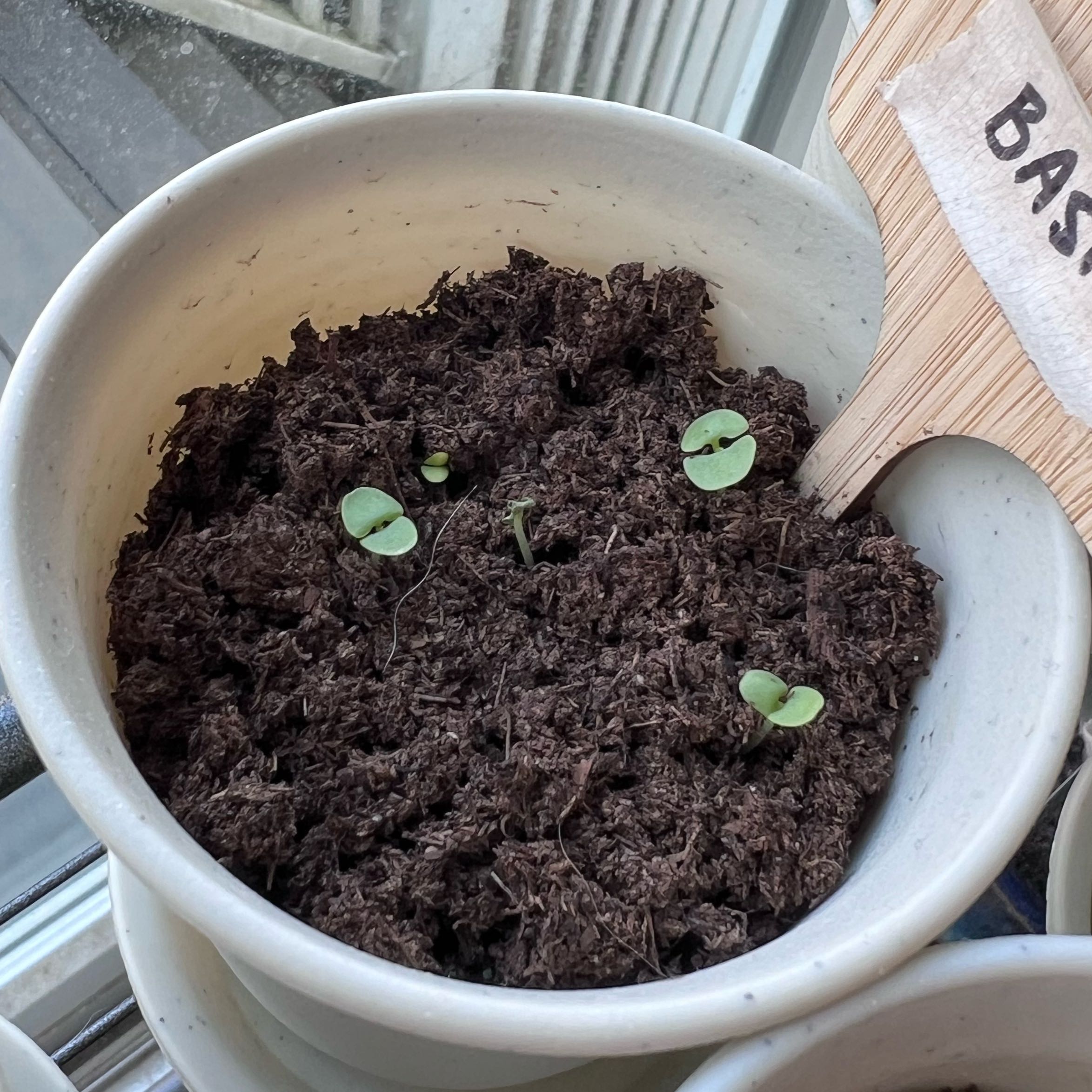 Photo of the plant species Genovese Basil by @FitCorkoak81 named Homer on Greg, the plant care app
