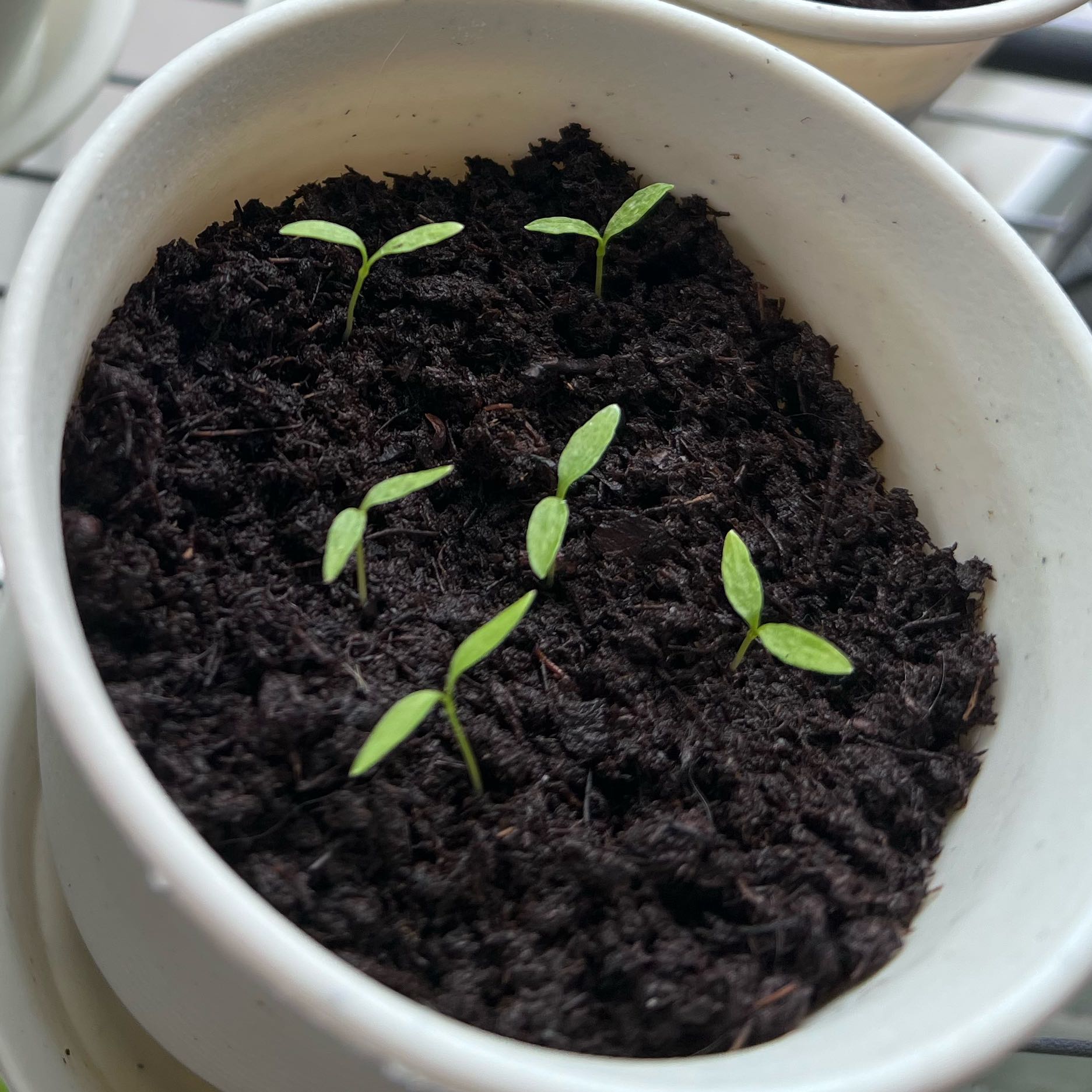 Photo of the plant species Italian Parsley by @FitCorkoak81 named Harmony on Greg, the plant care app