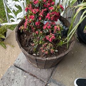 Photo of the plant species Azelea by @NurseHoya85 named Walt on Greg, the plant care app