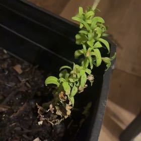 Photo of the plant species Neckweed by @FabCornbind99 named Forrest on Greg, the plant care app