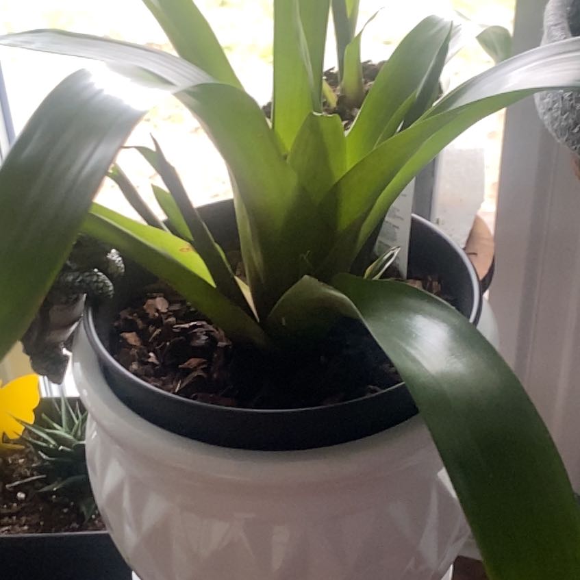 Photo of the plant species Bromeliad by @LightLovevine15 named James Dean on Greg, the plant care app