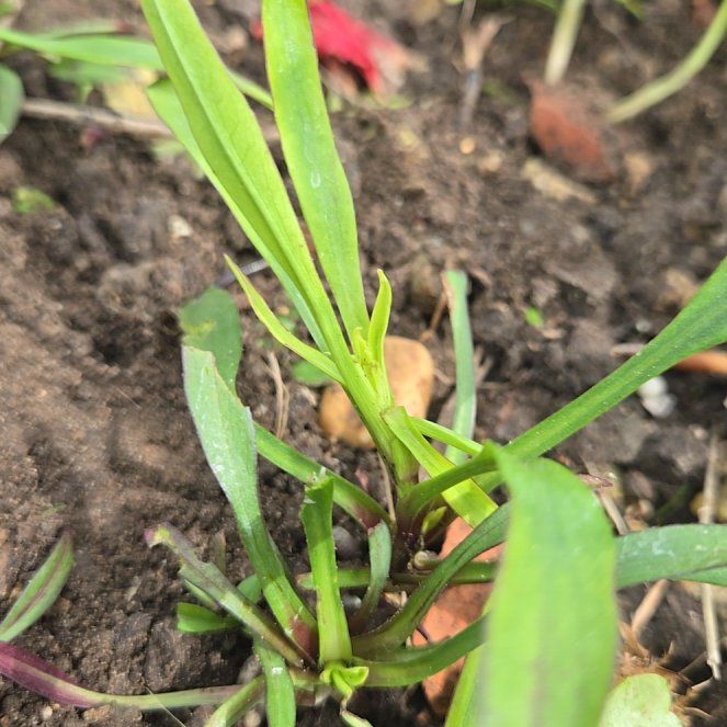 Photo of the plant species Streambank Springbeauty by @NaturalHautree named Emerson on Greg, the plant care app