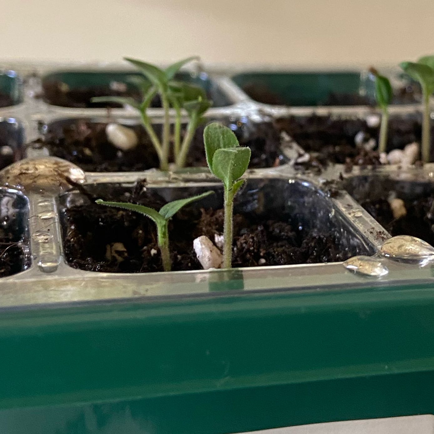 Photo of the plant species Tomato 'Tiny Tim' by @SvelteCosmo60 named Rosii chery on Greg, the plant care app