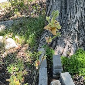 Photo of the plant species Shagbark Hickory by @EarlySkimmia25 named Daphne on Greg, the plant care app