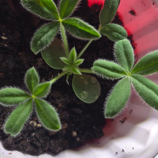 Photo of the plant species Texas Bluebonnet by @PrudentChives9 named McKinley on Greg, the plant care app