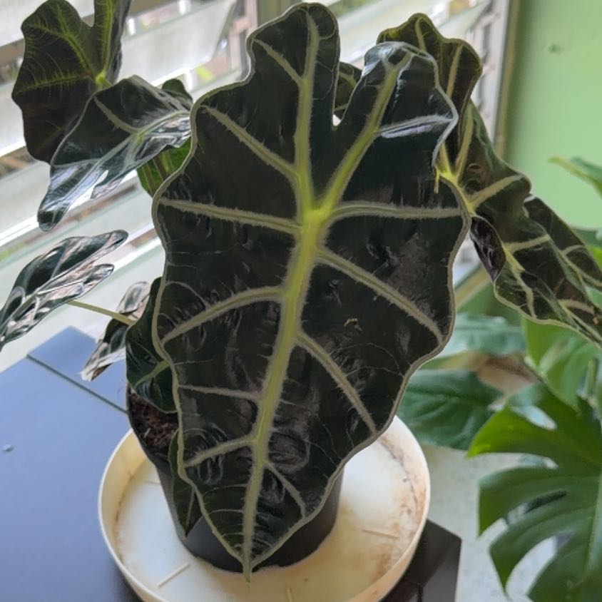 Photo of the plant species Alocasoia Amazonica 'Polly' by @PrimoCatmint49 named Xena on Greg, the plant care app