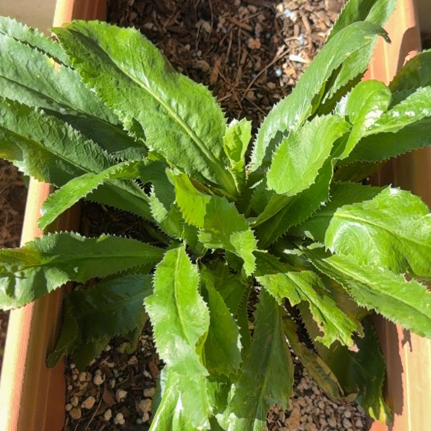 Photo of the plant species Culantro by @PrimoCatmint49 named Sir Plancelot on Greg, the plant care app