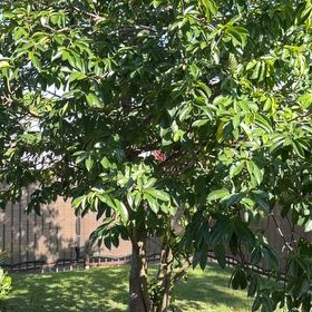 Photo of the plant species Soursop by @PrimoCatmint49 named Apollo on Greg, the plant care app