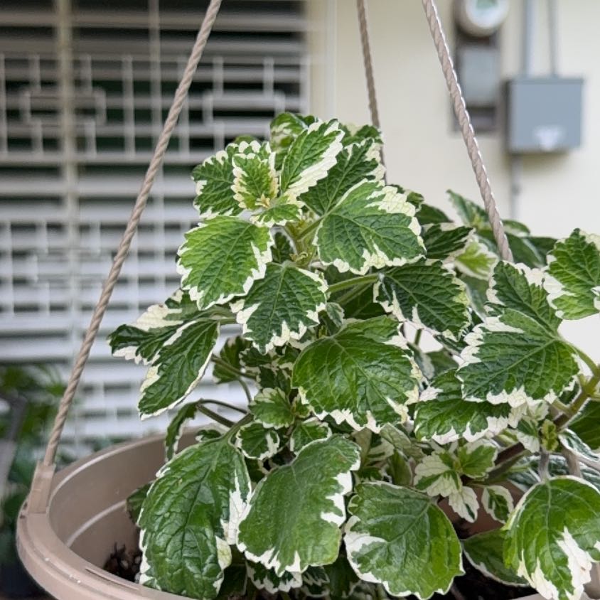 Photo of the plant species Spurflower by @PrimoCatmint49 named Nithin on Greg, the plant care app