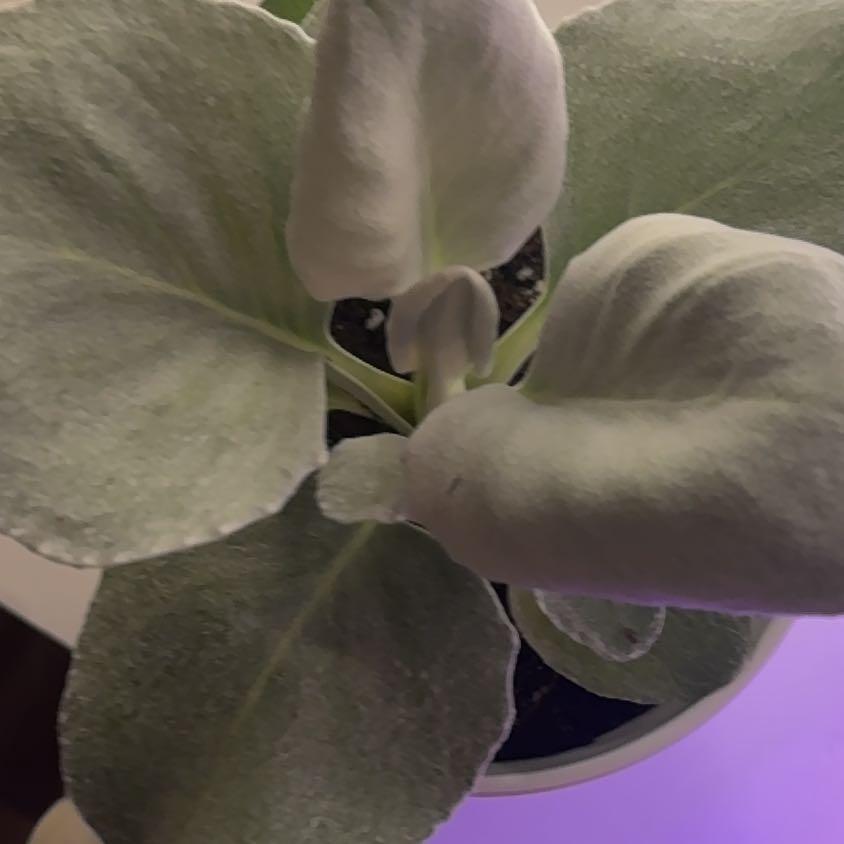 Photo of the plant species Angel Wings Senecio by @PoshSalal87 named Js Plants on Greg, the plant care app