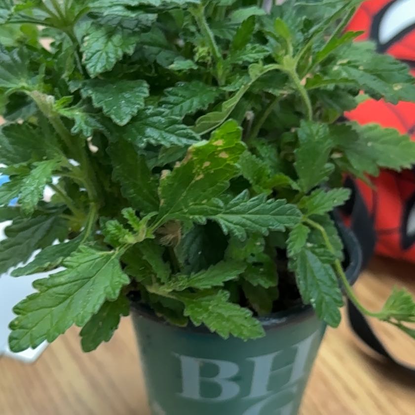 Photo of the plant species Common Verbena by @YummyTimeout64 named Haadvik on Greg, the plant care app
