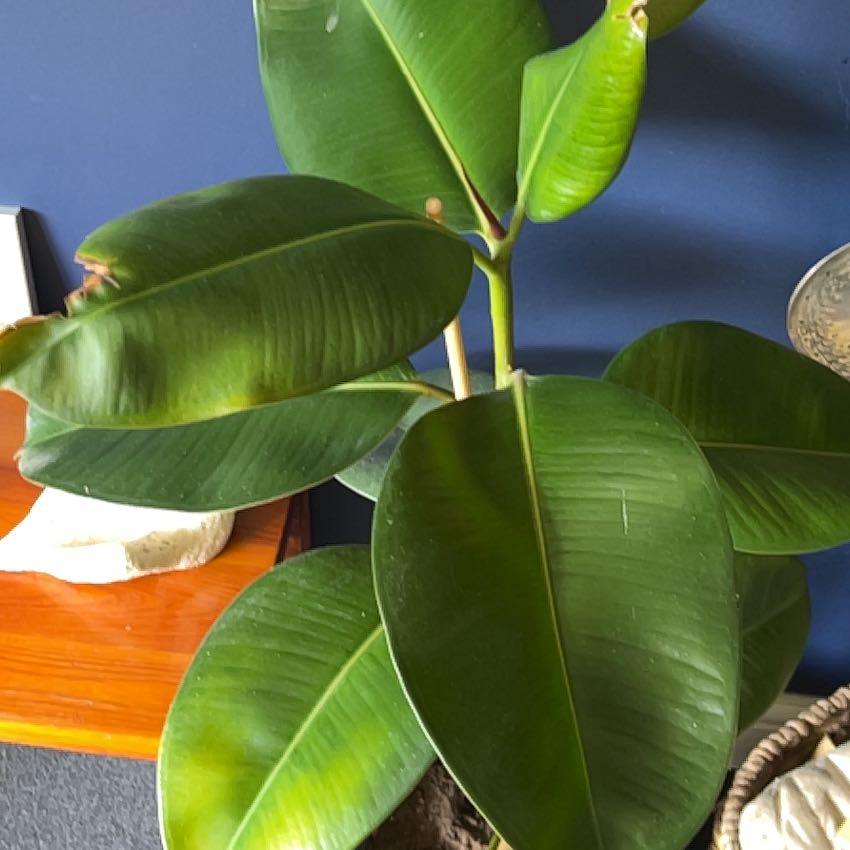 Photo of the plant species Ficus Robusta by @HipSalsify27 named Winston on Greg, the plant care app