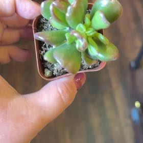 Photo of the plant species Oregon Stonecrop by @WhizPukatea4 named Sahara on Greg, the plant care app