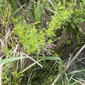 Photo of the plant species Steeplebush by @WhizPukatea4 named Mando on Greg, the plant care app