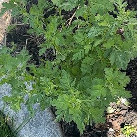 Photo of the plant species Feverfew by @UpbeatFlax35 named Elle on Greg, the plant care app
