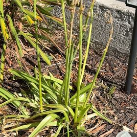 Photo of the plant species Orchid by @ProBlue39 named Harmony on Greg, the plant care app