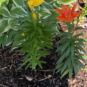 Photo of the plant species Orange Lily by @ProBlue39 named Coco on Greg, the plant care app