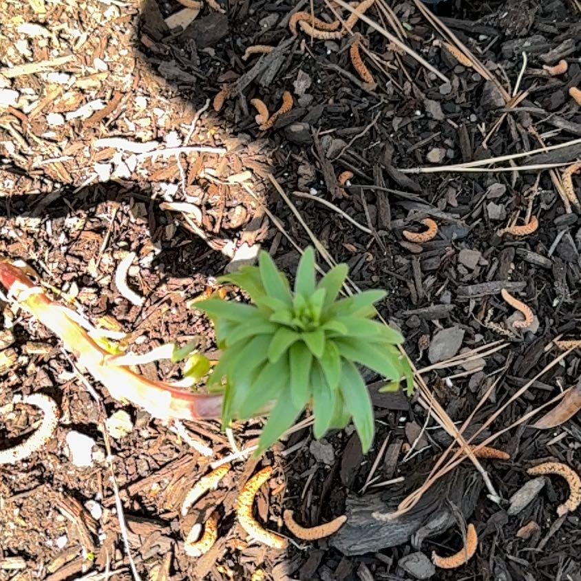 Photo of the plant species Humboldt's Lily by @ProBlue39 named Mochi on Greg, the plant care app