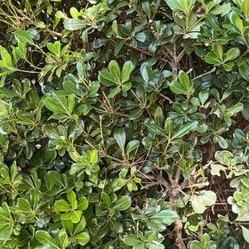 Photo of the plant species Japanese Cheesewood by @ProBlue39 named Shakira on Greg, the plant care app