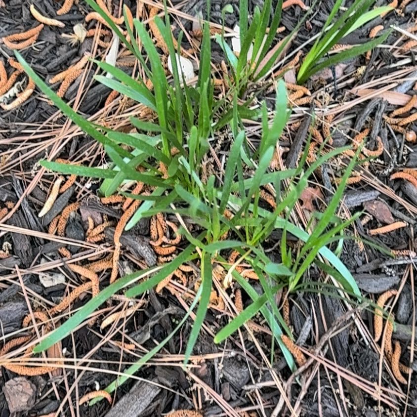 Photo of the plant species Orchard Grass by @ProBlue39 named Winston on Greg, the plant care app